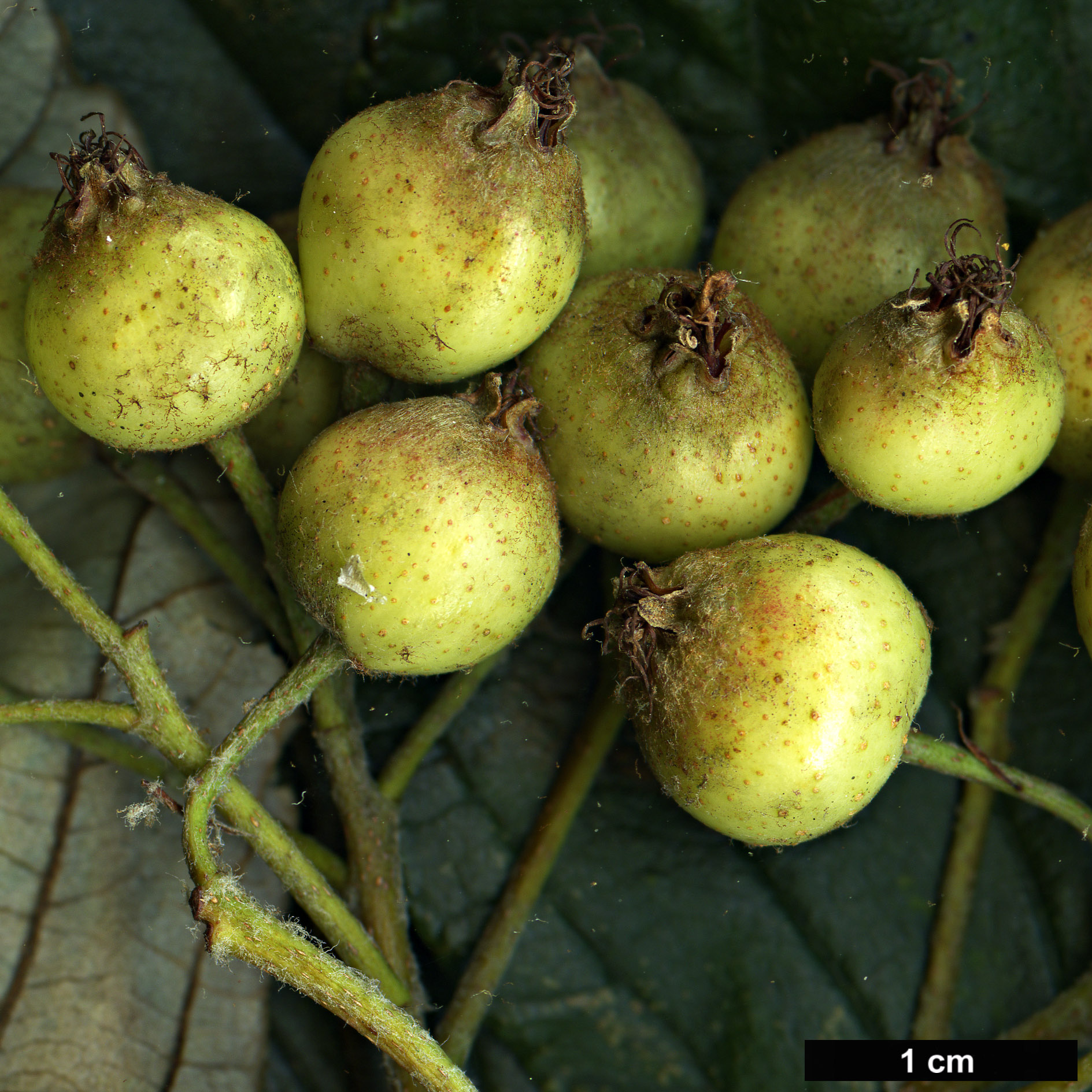 High resolution image: Family: Rosaceae - Genus: Sorbus - Taxon: atrosanguinea